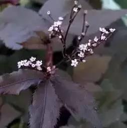 認(rèn)識(shí)植物：這些常見的園林植物你認(rèn)識(shí)嗎？