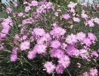 認(rèn)識(shí)植物：這些常見的園林植物你認(rèn)識(shí)嗎？