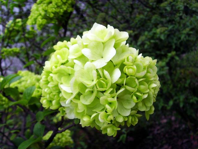 上海的木本繡球即將進(jìn)入盛花期