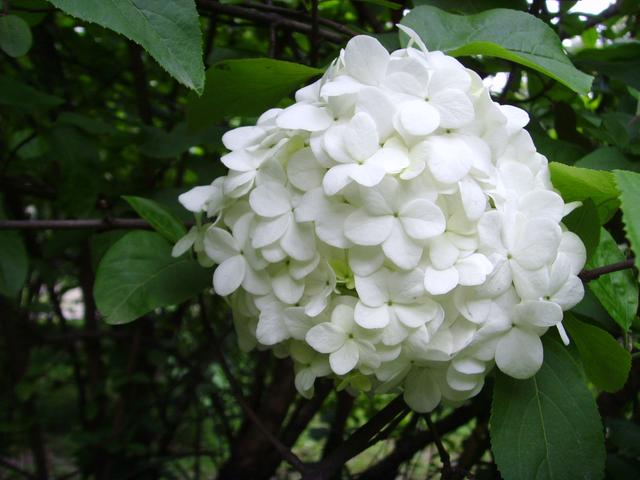 上海的木本繡球即將進(jìn)入盛花期