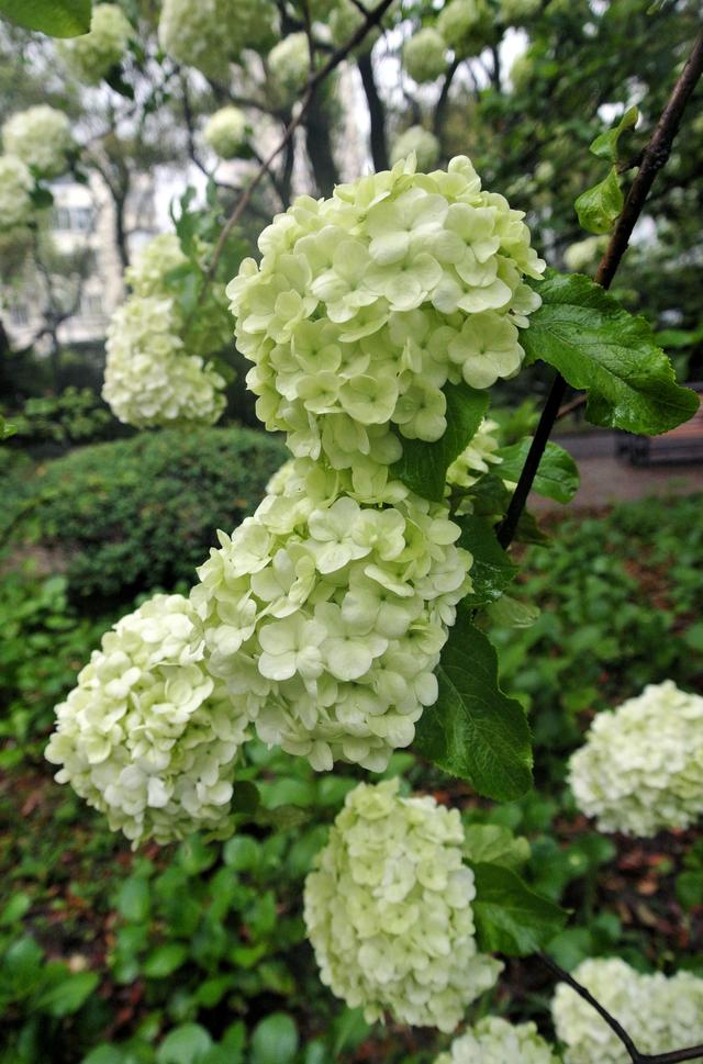 上海的木本繡球即將進(jìn)入盛花期