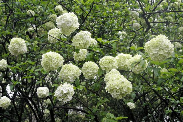 上海的木本繡球即將進(jìn)入盛花期
