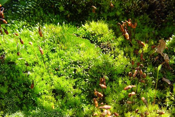青苔造景入門小知識(shí)