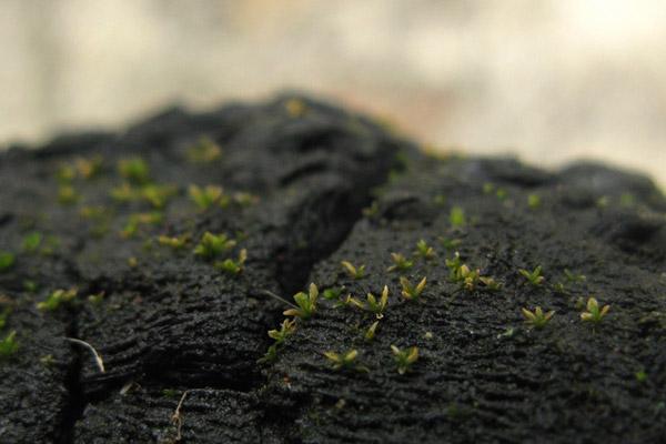 青苔造景入門小知識(shí)