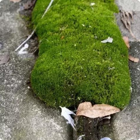 自己動(dòng)手制作玻璃植物景觀