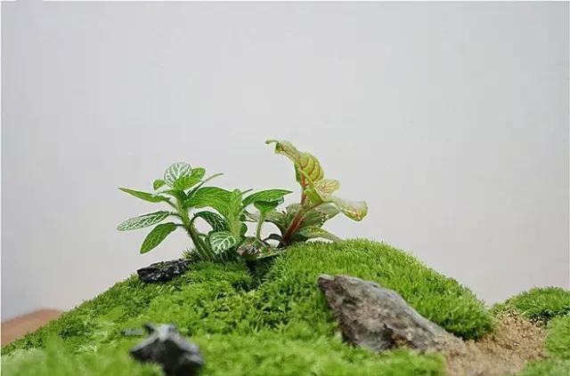 自己動(dòng)手制作玻璃植物景觀