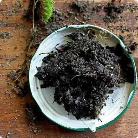 自己動(dòng)手制作玻璃植物景觀