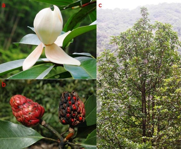 科學(xué)家首次全面統(tǒng)計(jì)出全世界樹(shù)木的種類