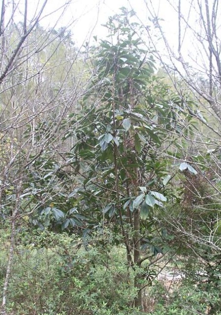 科學(xué)家首次全面統(tǒng)計(jì)出全世界樹(shù)木的種類