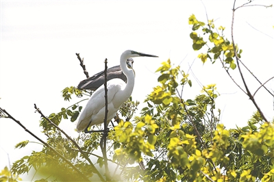 浙江寧波杭州灣國家濕地公園觀鳥節(jié)啟幕