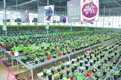 一個偏遠貧困小縣如何發展為鮮切花之鄉？