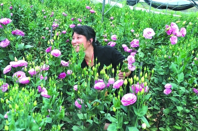 一個偏遠貧困小縣如何發展為鮮切花之鄉？