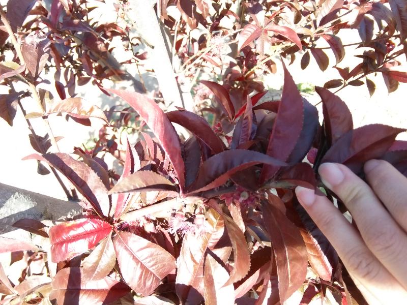 擺擂臺(tái) 引領(lǐng)園林植保高工效遍地開花