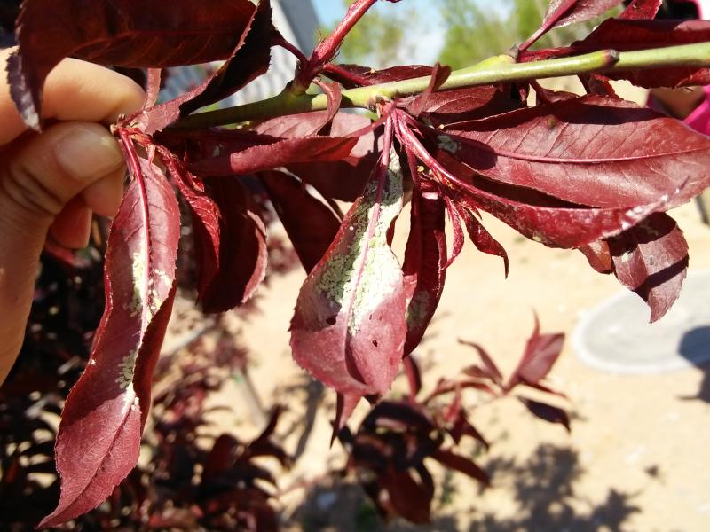 擺擂臺(tái) 引領(lǐng)園林植保高工效遍地開花