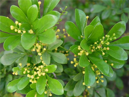 植物知識(shí)：濃香花卉不宜室內(nèi)觀賞
