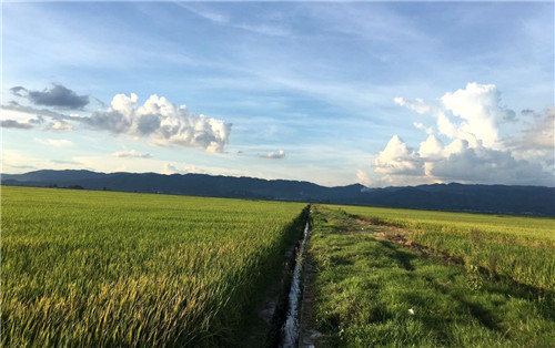 植保無人機效率這么高 為何農民難接受？