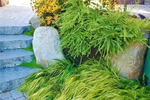景觀設(shè)計：石頭縫里的景觀