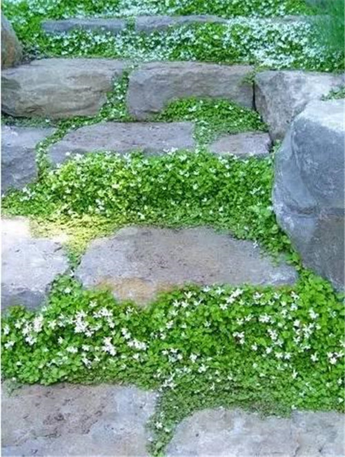 景觀設(shè)計：石頭縫里的景觀