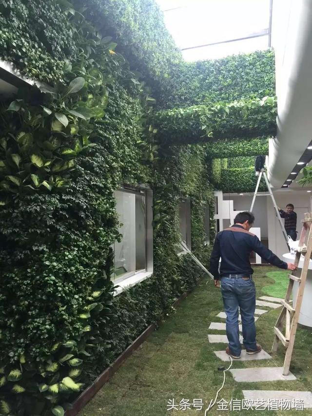 植物墻如何給城市降溫，遏制熱島效應呢？