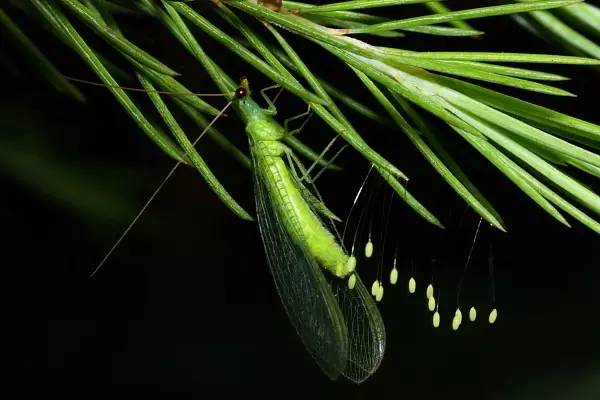 這些園林植物的守護(hù)神，請(qǐng)別傷害它們！
