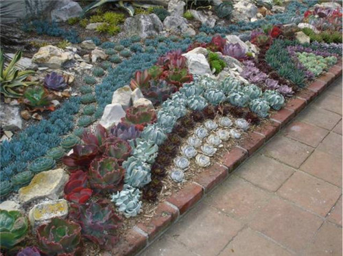 精美絕倫的多肉植物園林景觀美不勝收！