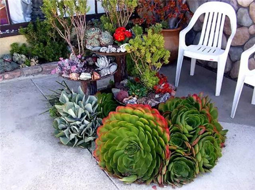 精美絕倫的多肉植物園林景觀美不勝收！