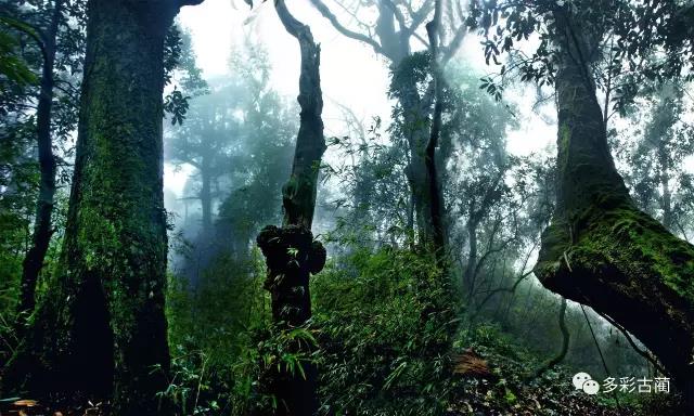 四川黃荊老林創囯家級森林公園通過評審!