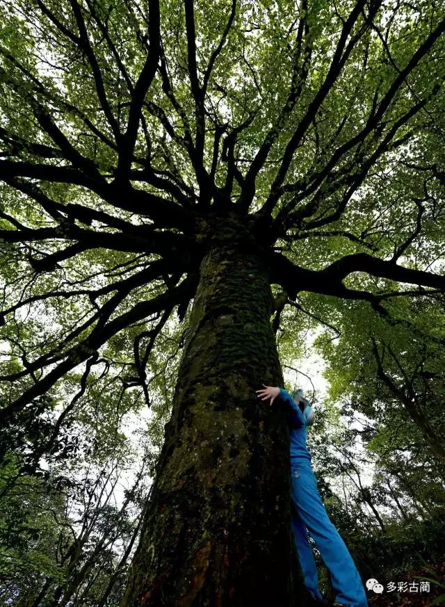四川黃荊老林創囯家級森林公園通過評審!