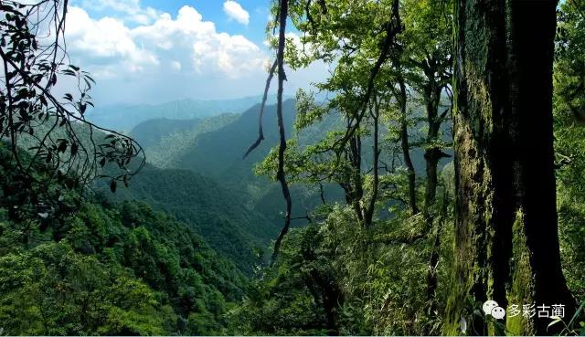 四川黃荊老林創囯家級森林公園通過評審!