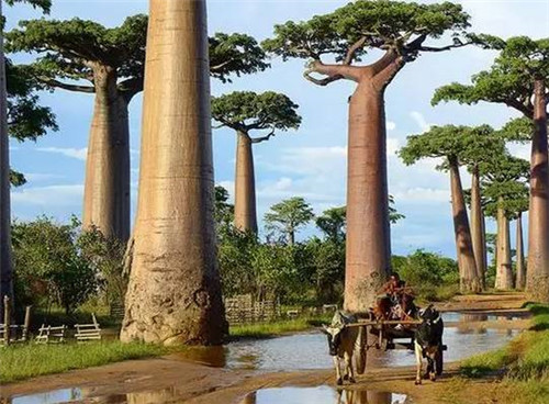 全球最美的17棵樹