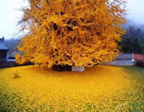 全球最美的17棵樹