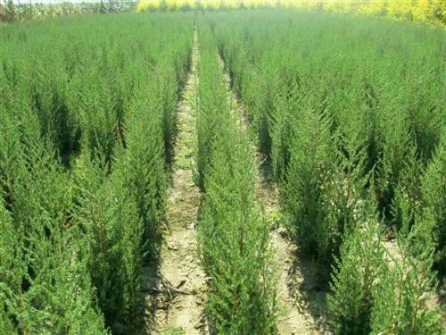 北方地區(qū)屋頂綠化常用植物（地被類(lèi)）