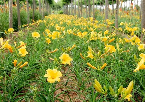 北方地區(qū)屋頂綠化常用植物（地被類(lèi)）