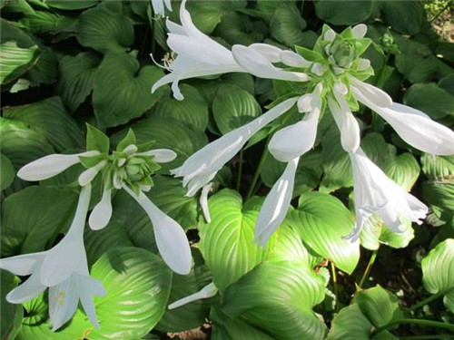北方地區(qū)屋頂綠化常用植物（地被類(lèi)）