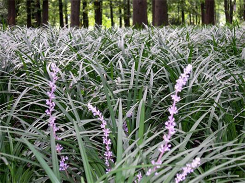 北方地區(qū)屋頂綠化常用植物（地被類(lèi)）