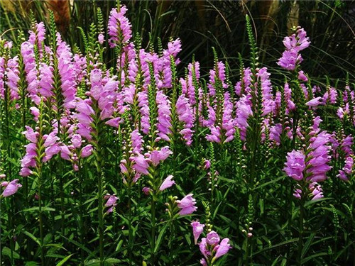 北方地區(qū)屋頂綠化常用植物（地被類(lèi)）