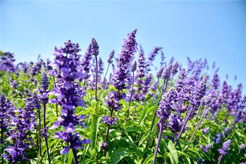 北方地區(qū)屋頂綠化常用植物（地被類(lèi)）