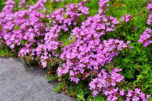 北方地區(qū)屋頂綠化常用植物（地被類(lèi)）