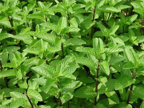 北方地區(qū)屋頂綠化常用植物（地被類(lèi)）