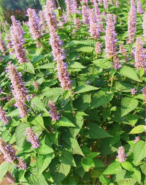 北方地區(qū)屋頂綠化常用植物（地被類(lèi)）