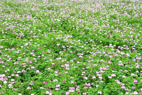 北方地區(qū)屋頂綠化常用植物（地被類(lèi)）