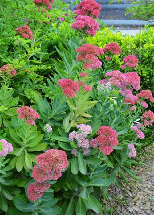 北方地區(qū)屋頂綠化常用植物（地被類(lèi)）