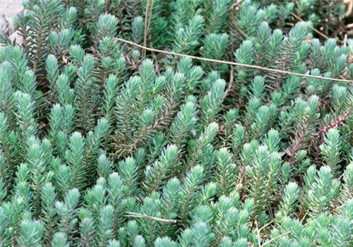 北方地區(qū)屋頂綠化常用植物（地被類(lèi)）