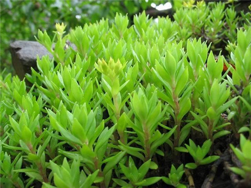 北方地區(qū)屋頂綠化常用植物（地被類(lèi)）