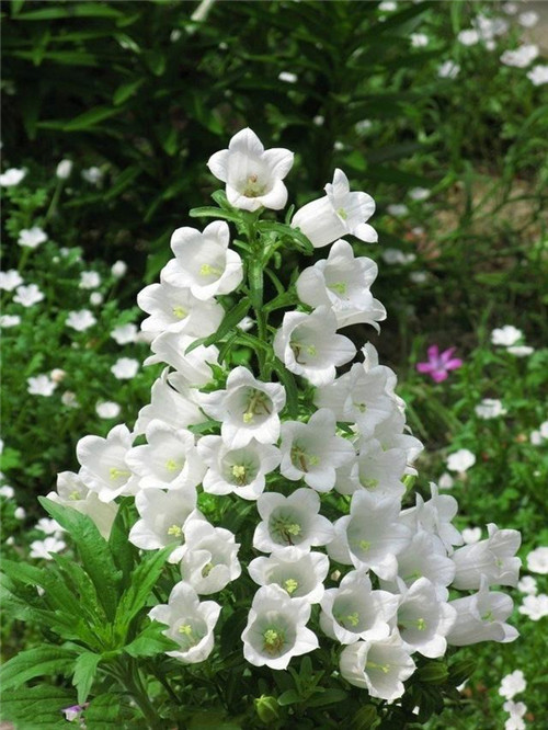 北方地區(qū)屋頂綠化常用植物（地被類(lèi)）