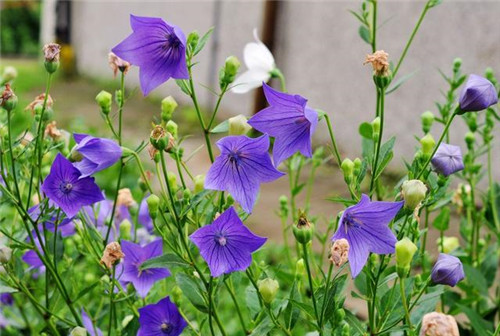 北方地區(qū)屋頂綠化常用植物（地被類(lèi)）