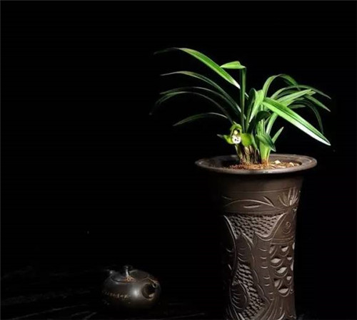 這七種植物 讓你的書(shū)房更有味道