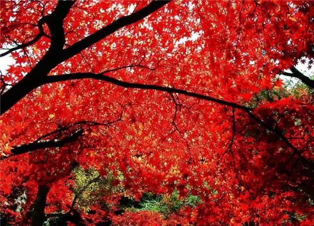 未來十年大規(guī)格喬木和彩葉苗木都不會過時