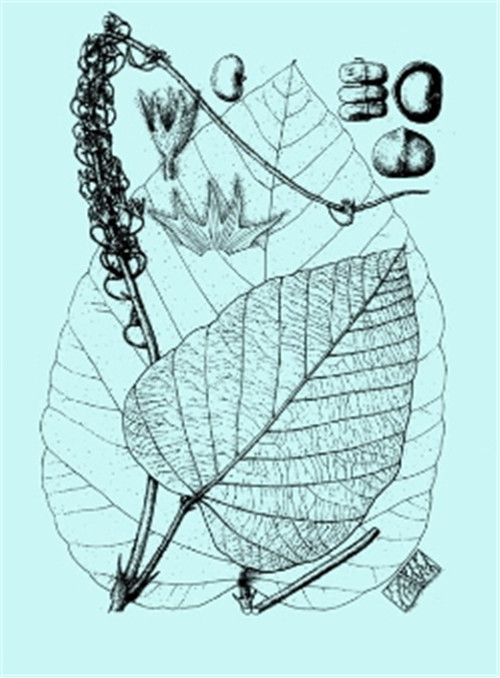 植物科學畫，宜興有名家