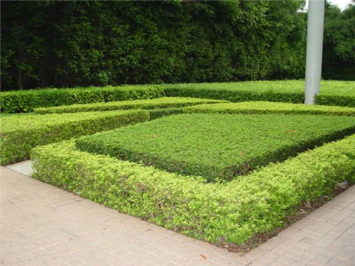 中國現代園林植物造景進階論